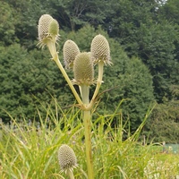 Eryngium agavifolium 